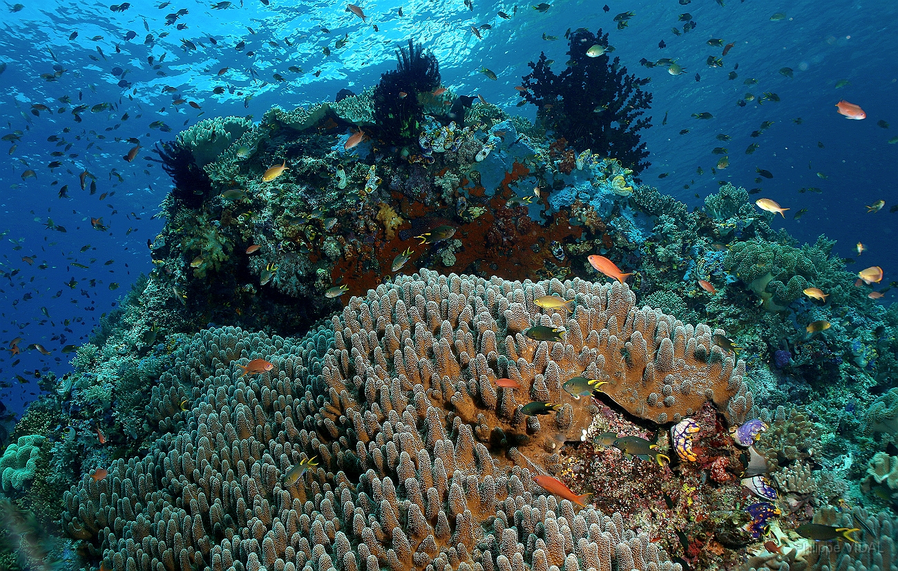 Raja Ampat 2016 - Corail - IMG_4386_rc.jpg